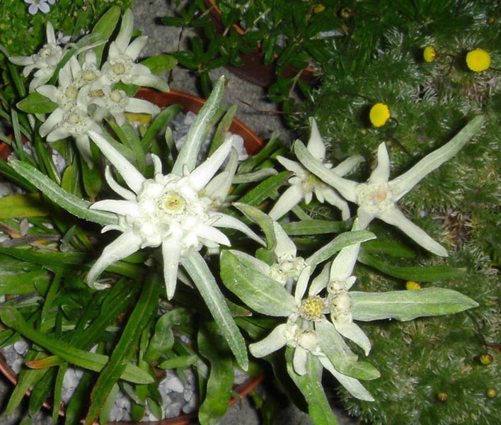 Leontopodium alpinum photo